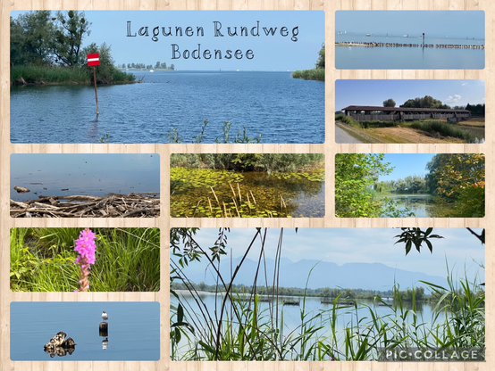 Collage aus verschiedenen Bildern. Entstanden beim Lagunen Rundweg am Bodensee. Auf den Bildern dominiert das Wasser des Sees, mit Schilf, Treibholz, Seerosenblättern und einer alten Holzbrücke. Eine rosa Blume blüht am Wegesrand.