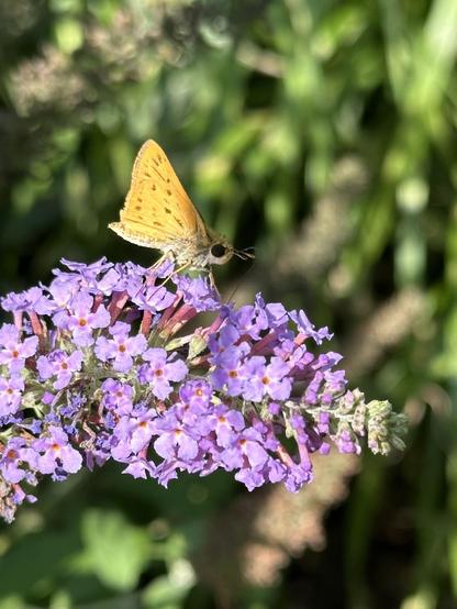 Small yellow-orange butterfly on purple butterfly bush flowers