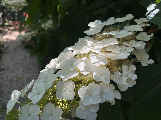 Sun ray on bunch of flat light color blossoms
