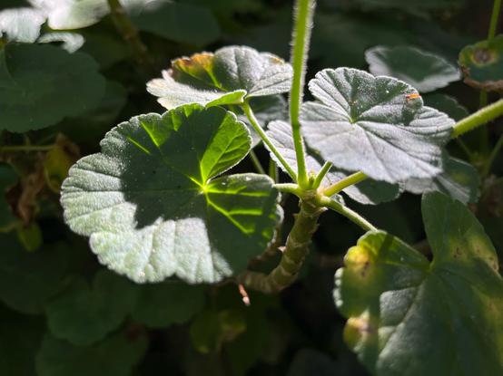 Sunlight on geranium fronds