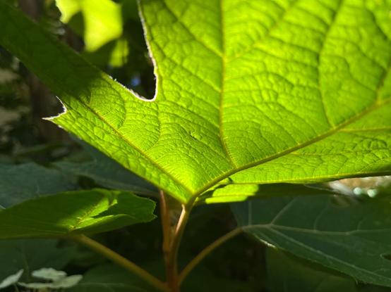 Big leaf glowing backlit by sun