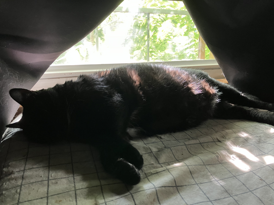 Hermetic Library Cat Caturday 5jul2025 Muninn