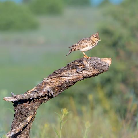 𝗣𝗶𝗰𝘁𝘂𝗿𝗲 𝗗𝗲𝘀𝗰𝗿𝗶𝗽𝘁𝗶𝗼𝗻 (𝗘𝗻𝗴): A Crested Lark perched on an old branch, too thick for a bird of that size. In the background, a field of juniper trees and wild grasses can be seen, blurred.

𝗗𝗲𝘀𝗰𝗿𝗶𝗽𝗰𝗶𝗼́𝗻 (𝗘𝘀𝗽): Cogujada sobre una vieja rama, demasiado gruesa para un pajarito de ese tamaño. En el fondo se intuye, borroso, un campo de enebrales y hierbas silvestres.