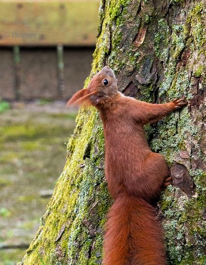 ein Europäisches Eichhörnchen sitzt an einem Baumstamm mit vielen Flechten und schaut am Stamm nach oben.
