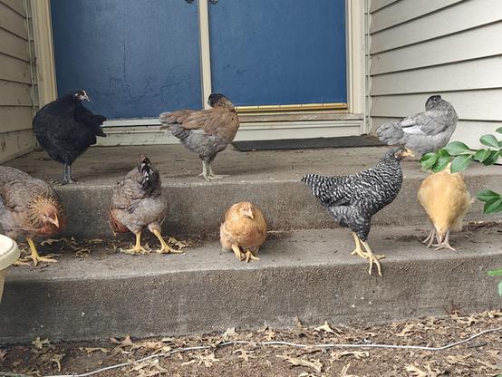 A photograph of 8 chickens. They are arranged on two steps leading into my house. They are a variety of chicken breeds