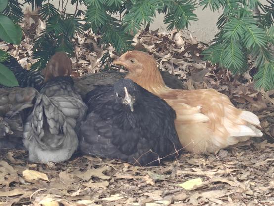 A handful of chickens nestled together on the ground. The ground is dead dry leaves and dirt. Green leaves of an ornamental bush and a boxwood are visible above them