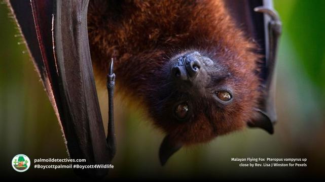 Malayan Flying Fox Pteropus vampyrus