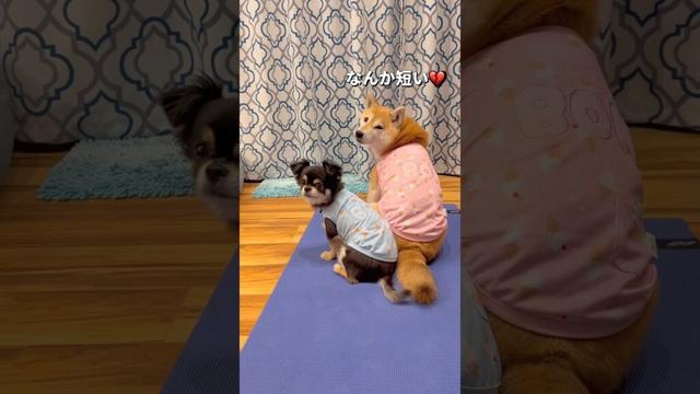 新しい服🐶🐶🎵#柴犬 #チワワ #shorts