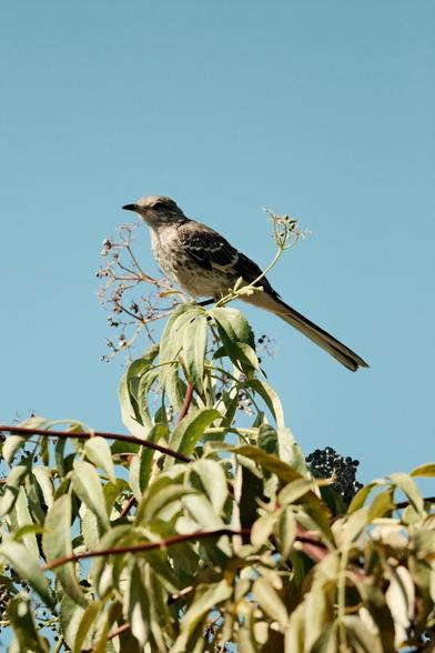A perched juvenile Northern Mockingbird with a dirty face and a speckled chest is looking out over a clump of mostly eaten elderberries. The sky is quite blue.