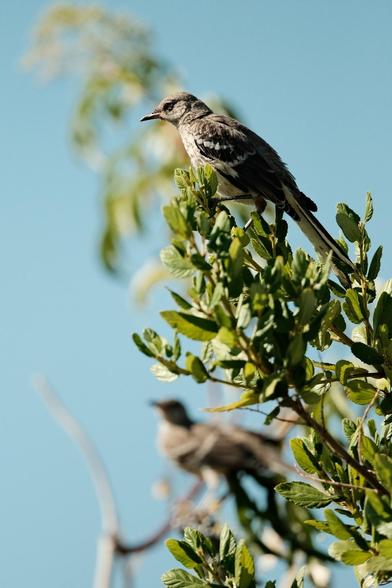 In the top third of the photo is a sharply focused, juvenile northern Mockingbird with a speckled chest and a little hair is coming down off its chin. It is among in-focus Ceanothus leaves. In the middle third of the photo is an out of focus northern mockingbird among out of focus Elderberry leaves. The sky is a nice blue.