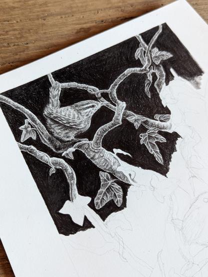 Illustration noir et blanc d'un troglodyte mignon sur branche avec du lierre
