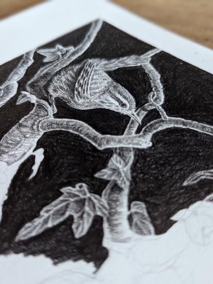 Illustration noir et blanc d'un troglodyte mignon sur branche avec du lierre