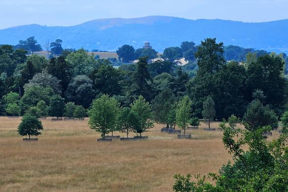 A wide shot of a vast, golden-brown field in the foreground, with several small, newly planted trees protected by fences scattered across it. In the middle ground, a dense line of mature, dark green trees forms a rich canopy. Beyond the trees, rolling hills rise into the background under a hazy blue sky, with a distinctive, domed building visible on one of the distant hilltops. The overall mood is peaceful and expansive.