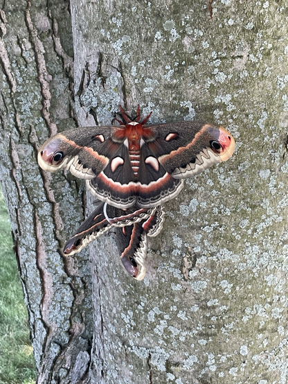 Two moths on a tree making more moths.