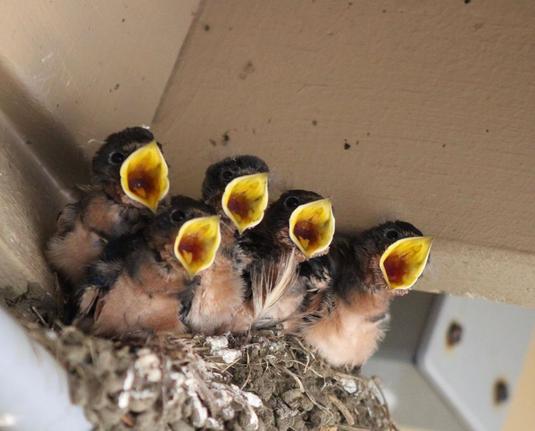 Five hungry swallow chicks sit tightly packed in a nest, beaks wide open in anticipation beneath a sheltered eave.