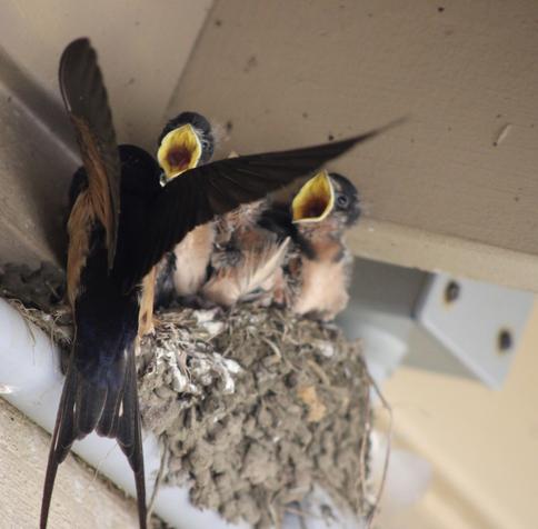 An adult swallow hovers at the edge of a mud nest, feeding its open-mouthed chicks tucked under an overhang.