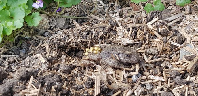 crapaud accoucheur avec oeufs sur le dos