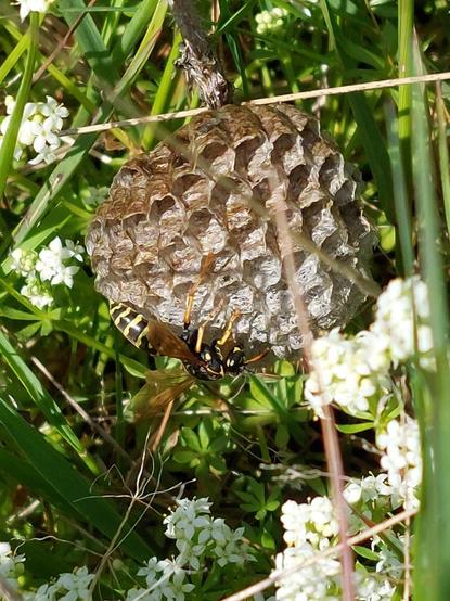 Auf einer Waldlichtung baut eine Wespe ihr wabenförmiges Nest. Es ist am Boden zwischen Gräsern, Nadeln und kleinen weiß blühenden Bodendeckern kaum sichtbar. Die Haus-Feldwespe (Polistes dominula) hat ihr pergamentartiges Nest der Umgebungsfarbe angepasst: es ist mehr braun als grau. Ort: Bergisches Land bei Köln.
🇬🇧 A wasp is building its honeycomb-shaped nest in a forest clearing. It is barely visible on the ground between grasses, needles and small white soil covering flowers. The house field wasp (Polistes dominula) has adapted its parchment-like nest to the surrounding colour, therefore it is more brown than grey. Location: Bergisches Land near Cologne/Germany.