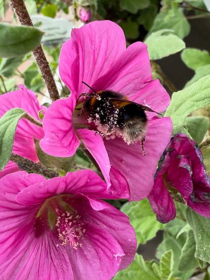 A pollen covered bee collects more as it busies itself among the many varieties of flowers on offer.