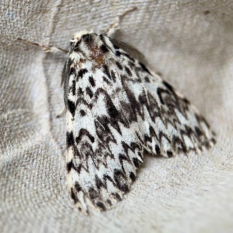 A Black Arches moth: a big white moth covered in squiggly black lines.