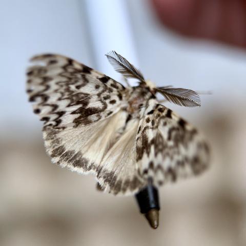 The same Black Arches moth holding onto a pen and fluttering its wings, showing its huge feathery black antennae and  revealing its white hindwings with black borders.
