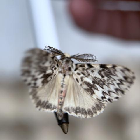 The same Black Arches moth holding onto a pen and fluttering its wings, showing its huge feathery black antennae and  revealing its white hindwings with black borders.