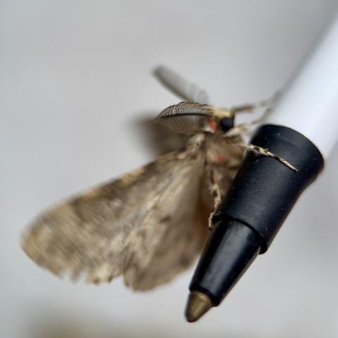 A side-on shot of the moth holding the tip of the pen. It has huge black eyes, spotty black legs, like a dalmatian, and, mysteriously, a bright pink spot at the base of its antennae.