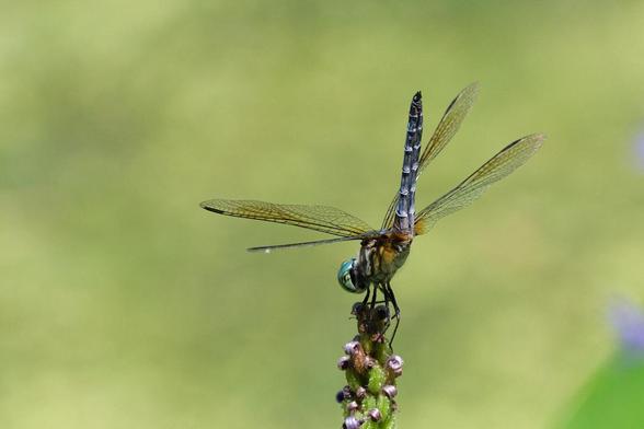 Dragonfly.