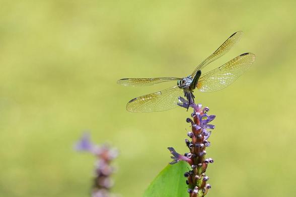 Dragonfly.