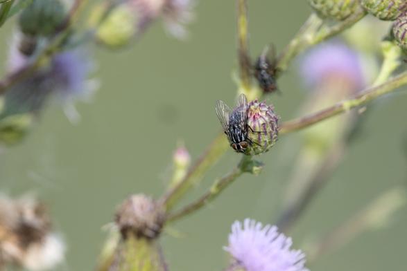 a fly, a house fly I think.  Not sure
