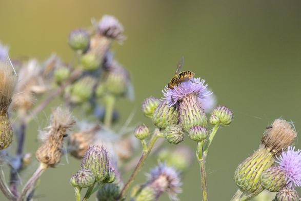 a fly.  perhaps a striped hover fly or a kind of flower fly
