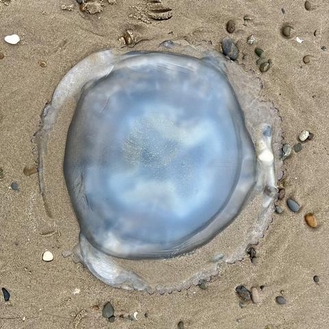 Dustbin Lid Jelly Fish Viewed from above on the sand, a few small pebbles on the sand around it.