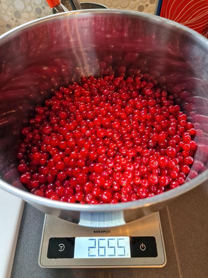 Big pot full of recurrants, on kitchen scales showing a weight of 2655 grams
