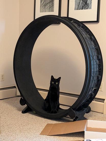 Black cat sitting in black catwheel