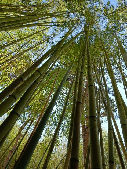 Bambous pris en photo au niveau du sol pour exagérer l'effet de perspective