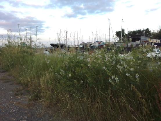 Vetch