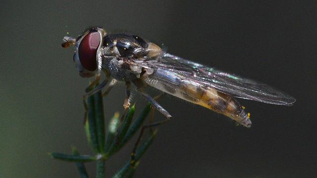 A photo of a hoverfly viewed from the side.