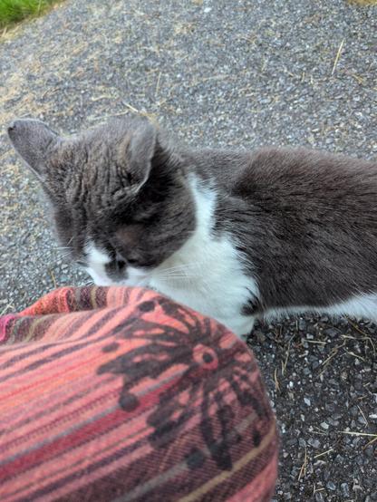 Gray and white cat with a slightly pinkish nose on a gravel ground.