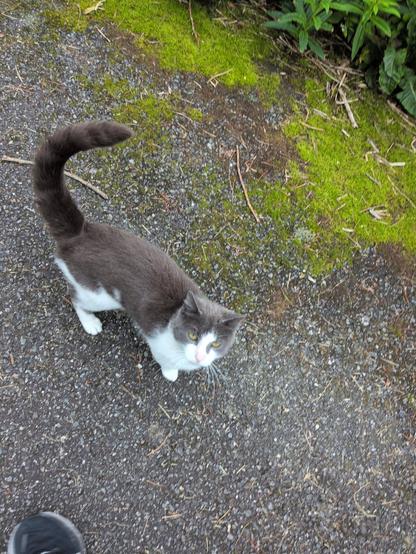 Gray and white cat with a slightly pinkish nose on a gravel ground.