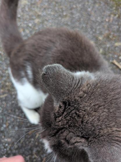 Gray and white cat with a slightly pinkish nose on a gravel ground.