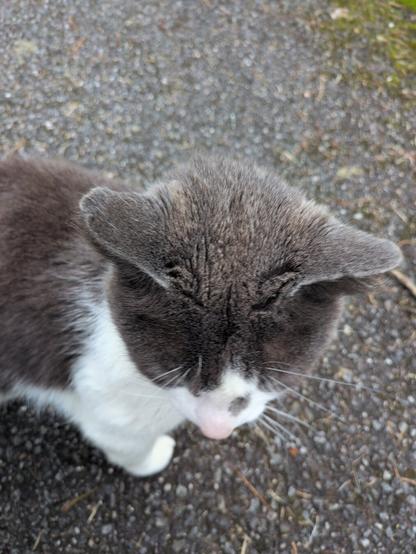 Gray and white cat with a slightly pinkish nose on a gravel ground.