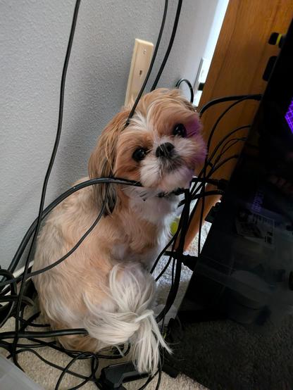 A Shih Tzu dog sitting behind a computer with cords all around him, he's looking back at the camera with big round eyes as he realizes he has been caught