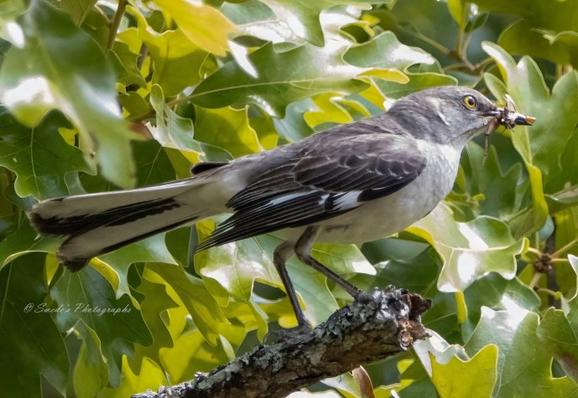 "The image captures a striking moment in nature—a northern mockingbird poised proudly with a captured insect, likely a grasshopper, clutched in its slender, slightly hooked beak. The bird stands tall, its feathers sleek and streamlined, with pale gray plumage subtly dappled in lighter tones and delicate streaks. There’s a gleam in its dark eye, reflecting both instinct and triumph.

The grasshopper’s legs are visibly braced against a thick, rustic dead branch—a soft blur of spindly texture set against the sharp definition of the bird’s beak. Behind them, a gentle wash of slightly defocused foliage in earthy greens and browns sets the background, drawing all attention to the mockingbird’s crisp silhouette and its freshly caught prize.

It’s a freeze-frame of precision and instinct—quiet, still, yet pulsing with the energy of survival and grace." - Copilot with edits