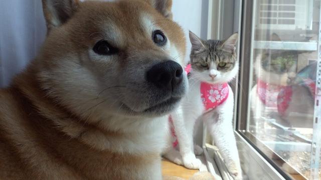 え、マジ？柴犬に新人猫が見せた大胆過ぎる動き！度胸がすごいと話題に。