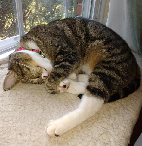 Our little tabby cat with white markings, named Pax, is fast asleep on a soft, fuzzy, white window shelf.  She is lying on her side and is almost completely curled up, except for one long white hind leg that is sticking straight out.  One striped foreleg with a white mitten is curled and holding onto the other hind foot.  Pink and black toe beans are visible.