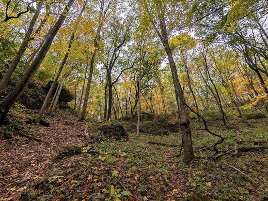 One of a series of photos taken in autumn at a forested midwestern U.S. park featuring a cave system.
