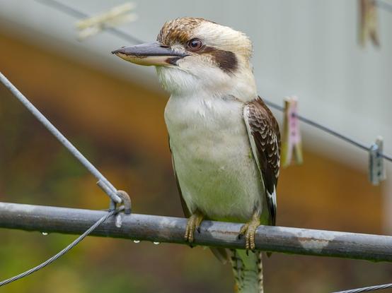 A Koookaburra, sitting on a clothes line, in the rain