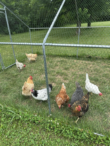 Seven adult chickens grazing in the grass.