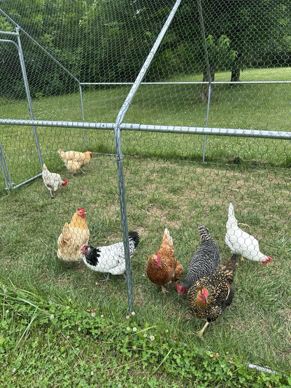 Seven adult chickens grazing in the grass.