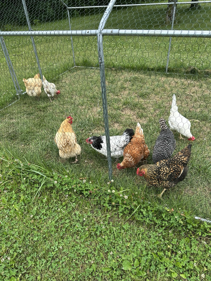 Seven adult chickens grazing in the grass.